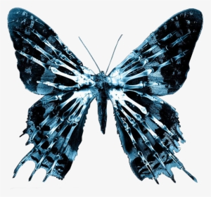 Fringe Png, Transparent Png, Transparent PNG
