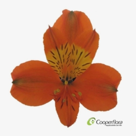 Peruvian Lily, HD Png Download, Transparent PNG