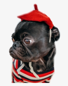 #pug #dog #sweet #red #stripes - Animals In People Vclothes Dog, HD Png Download, Transparent PNG
