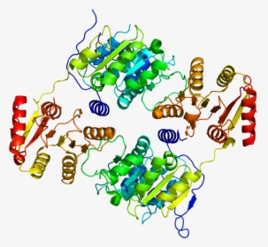 Protein Ddx19b Pdb 3ews - Protein Data Bank, HD Png Download, Transparent PNG