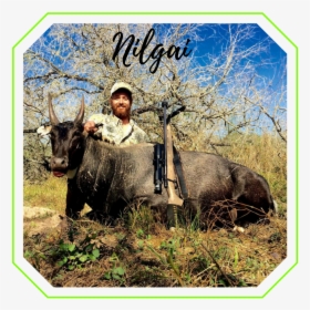 Whitetail Deer - Water Buffalo, HD Png Download, Transparent PNG