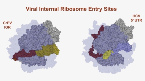 Internal Ribosome Entry Site Ribosome, HD Png Download, Transparent PNG