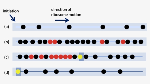 Ribosome Traffic Jams, HD Png Download, Transparent PNG