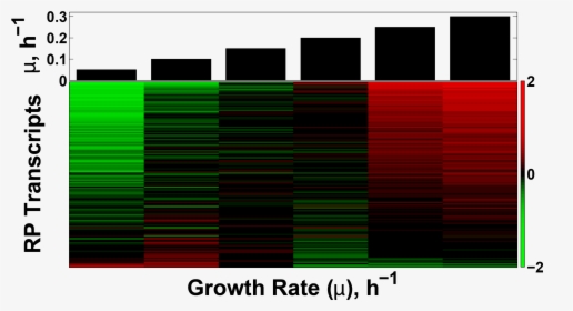 Transcriptional Growth Rate Response Of The Ribosomal - Graphic Design, HD Png Download, Transparent PNG