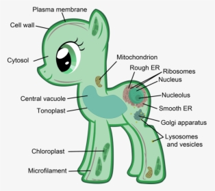 Transparent Chloroplast Png - Eukaryotic Cells My Little Pony, Png Download, Transparent PNG