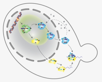 Ribosome Biogenesis , Png Download - Biogénèse Des Ribosomes, Transparent Png, Transparent PNG