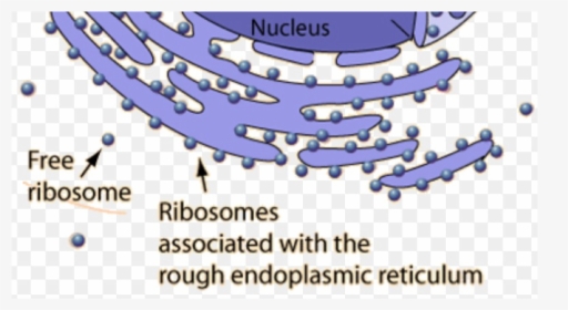Ribosomes In A Cell, HD Png Download, Transparent PNG