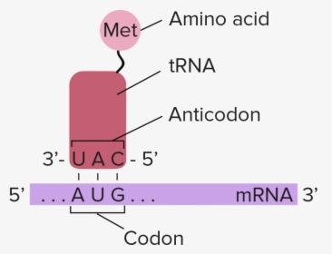 Complementary Base Pairing Of The Mrna Codon, HD Png Download, Transparent PNG