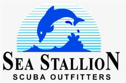 Stallion 2 - Common Bottlenose Dolphin, HD Png Download, Transparent PNG