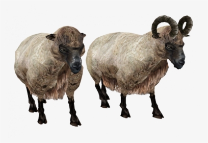 Sheep Ram Transparent Background, HD Png Download, Transparent PNG