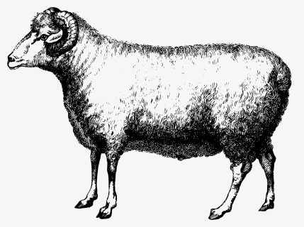 Sheep Merinos Png, Transparent Png, Transparent PNG