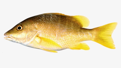Thumb Image - Snapper With Yellow Fins, HD Png Download, Transparent PNG