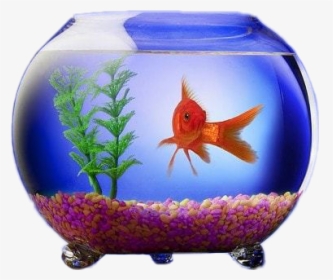 #fish #peixe #aquarium #aquario #vaso #vasodeaquario - صور سمكة في حوض, HD Png Download, Transparent PNG