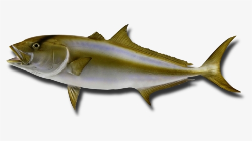 Peixes Olho De Boi, HD Png Download, Transparent PNG