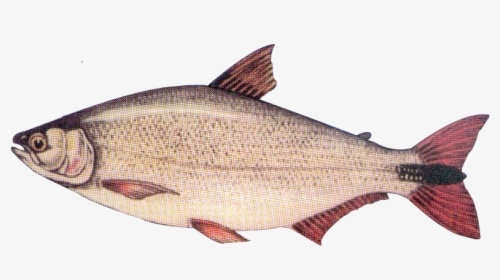 Coregonus Lavaretus, HD Png Download, Transparent PNG