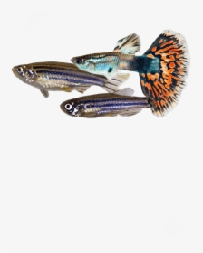 # - Fish Products, HD Png Download, Transparent PNG