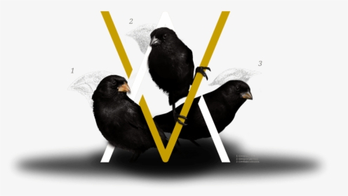 3 Darwin S Finches And Arcane Digital Marketing Agency - Blackbird, HD Png Download, Transparent PNG