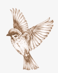 Bird Png 21, Buy Clip Art - Bird Transparent, Png Download, Transparent PNG