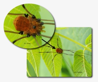 Harvestmen Appear To Have A Single Body Region - Insect, HD Png Download, Transparent PNG