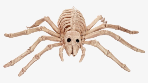 Halloween Skeleton Spider, HD Png Download, Transparent PNG