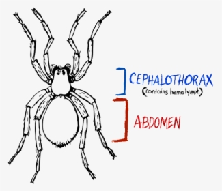Spider, Spider Anatomy, Hydraulic Spider - Spider Black And White Drawing, HD Png Download, Transparent PNG