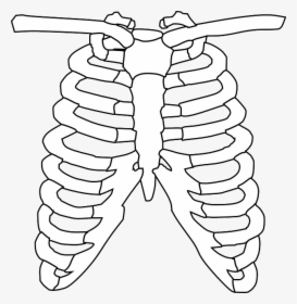 Transparent Rib Clipart - Rib Cage Black And White, HD Png Download, Transparent PNG