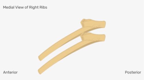 Medial View Of The Right Ribs - Rib Get Body Smart, HD Png Download, Transparent PNG