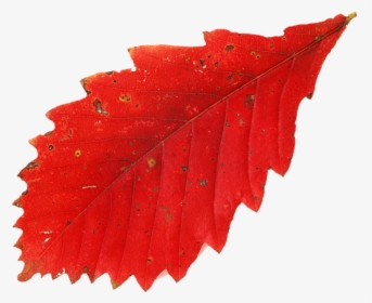 Красный Лист Дуба, Осень, Осенние Листья, Red Leaf - Leaf, HD Png Download, Transparent PNG
