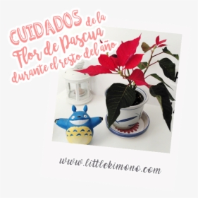Cuidados De La Flor De Pascua Durante El Resto Del - Poinsettia, HD Png Download, Transparent PNG