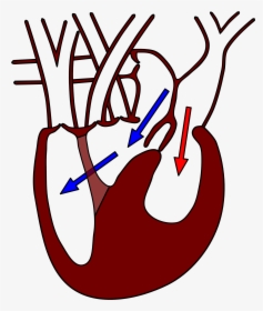 File - Varanusheart2 - Varanus Heart, HD Png Download, Transparent PNG