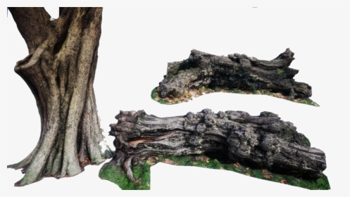 #arbol #tronco - Oak, HD Png Download, Transparent PNG