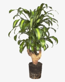 Tronco Del Brasil - Plants, HD Png Download, Transparent PNG