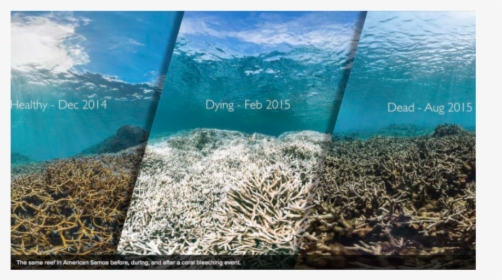The Same Reef In American Samoa Before, During And - Great Barrier Reef Coral Bleaching Before And After, HD Png Download, Transparent PNG