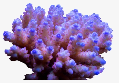 Stony Coral, HD Png Download, Transparent PNG