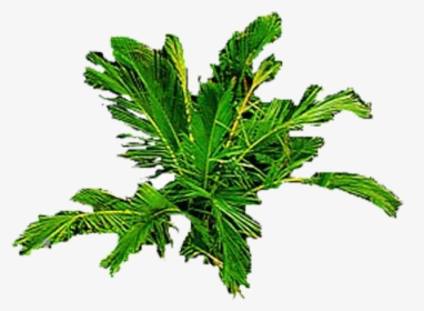 Leaf Vegetable, HD Png Download, Transparent PNG