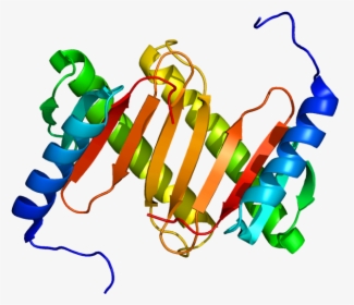 Protein Dynlrb1 Pdb 1y4o - Illustration, HD Png Download, Transparent PNG