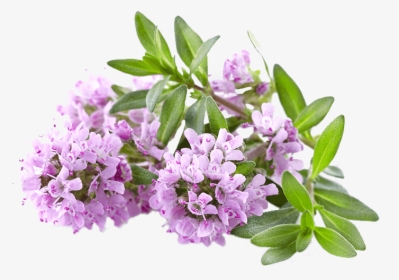 Satureioides Thyme - Thyme Flowers, HD Png Download, Transparent PNG