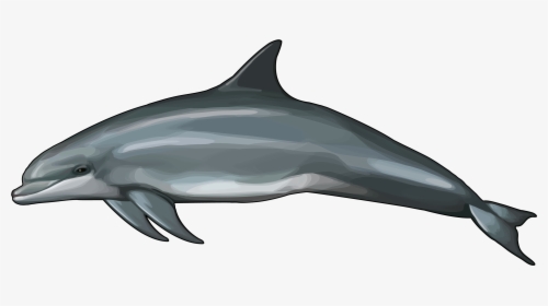 Rough Toothed Dolphin Size, HD Png Download, Transparent PNG