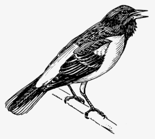 Perching Bird,wildlife,tail - Bird Clipart Png Black And White, Transparent Png, Transparent PNG