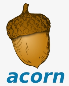 Transparent Acorn Clipart Png - Cartoon Acorn, Png Download, Transparent PNG