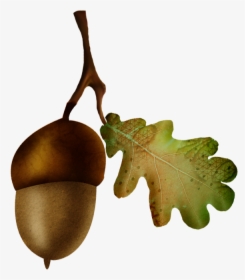Acorn Oak Nut Fruit - Gambel Oak, HD Png Download, Transparent PNG