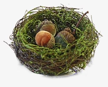 Data Image Id 203046060057   Class Productimg Product - Nest, HD Png Download, Transparent PNG