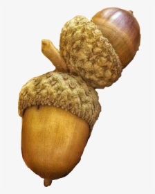 #fall #acorns #nuts #autumn #freetoedit - Autumn Acorn, HD Png Download, Transparent PNG