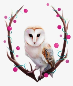 Owl - Happy Birthday Barn Owl, HD Png Download, Transparent PNG