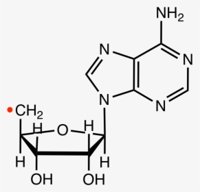 File - Adenosylradrvd - 2 '- O Methyladenosine, HD Png Download, Transparent PNG
