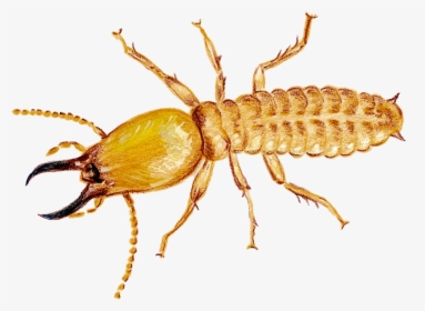Termite Png Photo - Do Termites Look Like In Australia, Transparent Png, Transparent PNG