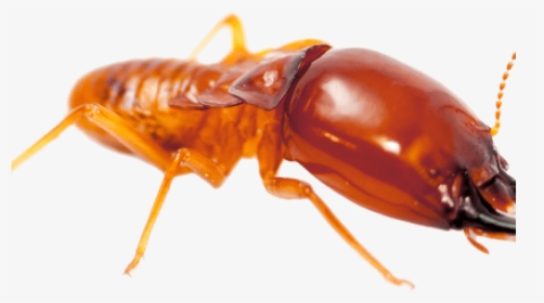 Download Termite Png File - Termite Png, Transparent Png, Transparent PNG