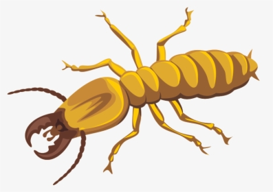 Termite Png Photos - Termites Cartoon, Transparent Png, Transparent PNG