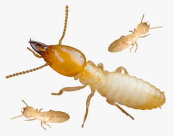 Termite Png, Transparent Png, Transparent PNG