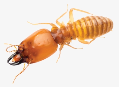 Termite, HD Png Download, Transparent PNG